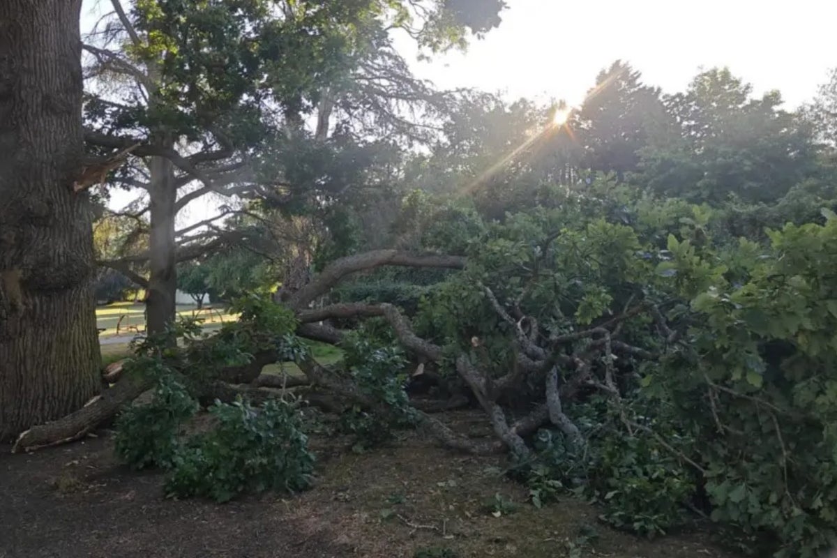 Warning not to sit under trees after Sudden Branch Drop Syndrome' incidents
