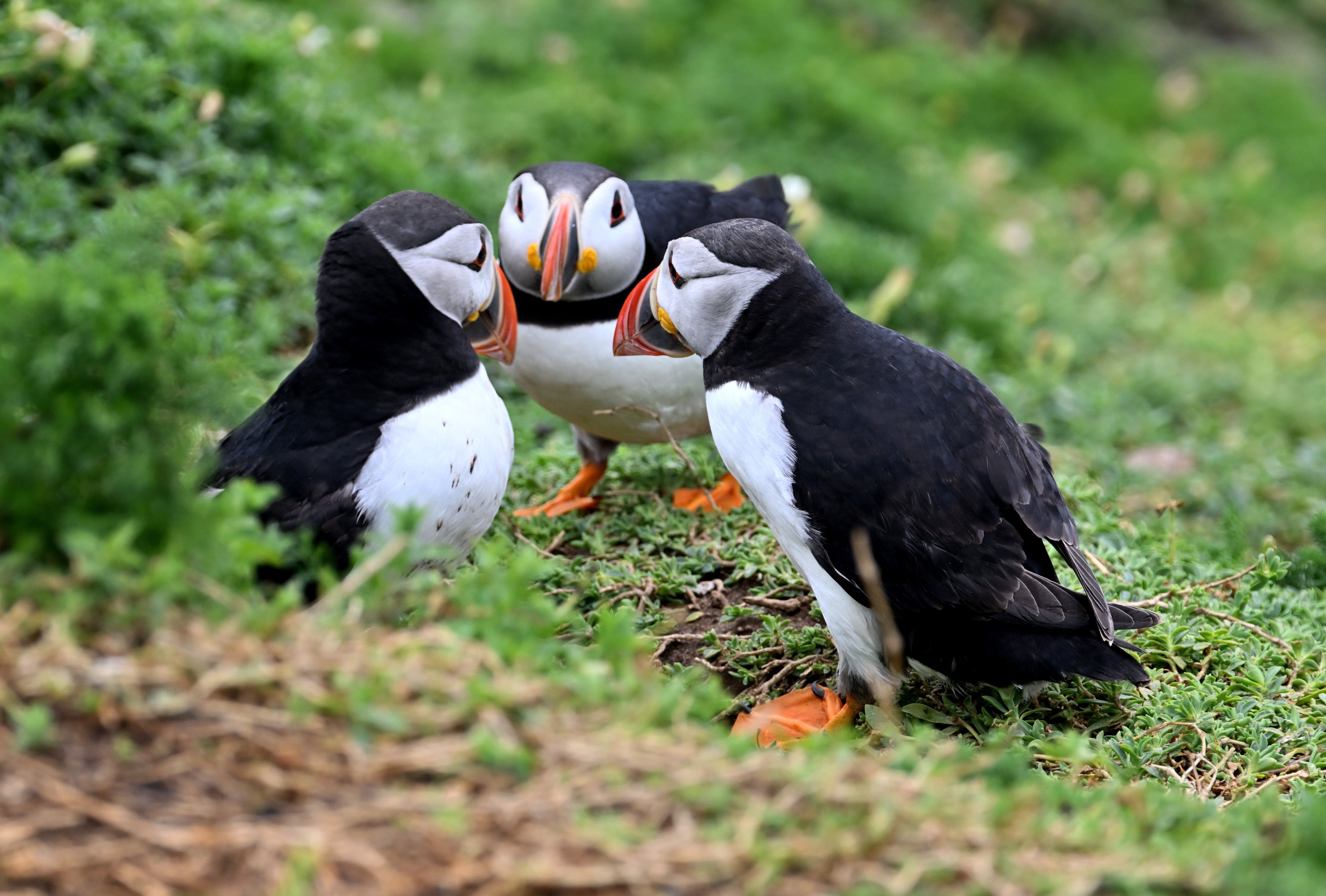 Like similar puffin colonies in Wales, the population on the Saltee Islands is on the up
