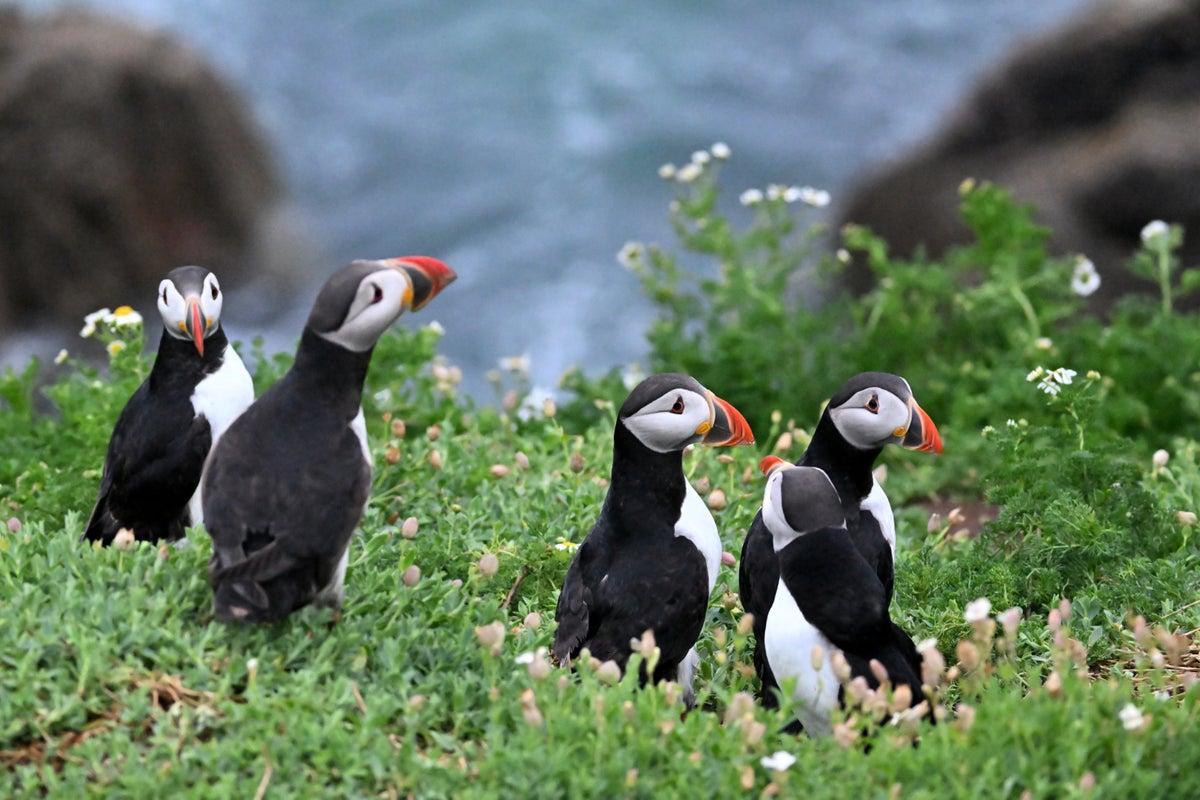 The little-known island off the coast of Ireland that’s filled with puffins and wildflowers
