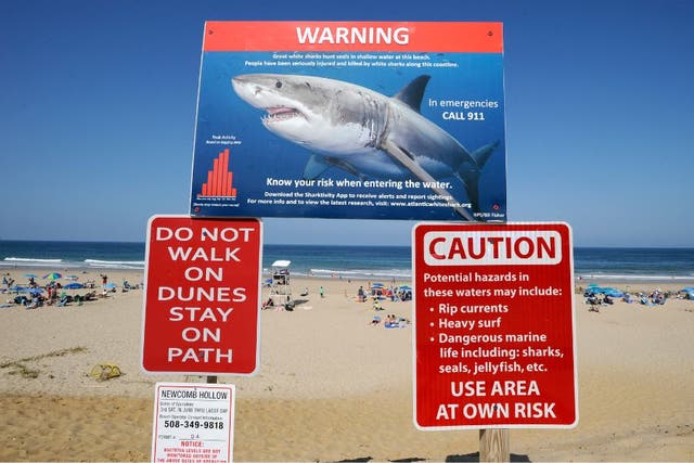 <p>Lulu’s Law would let officials send phone alerts after shark attacks or during high-risk conditions.</p>