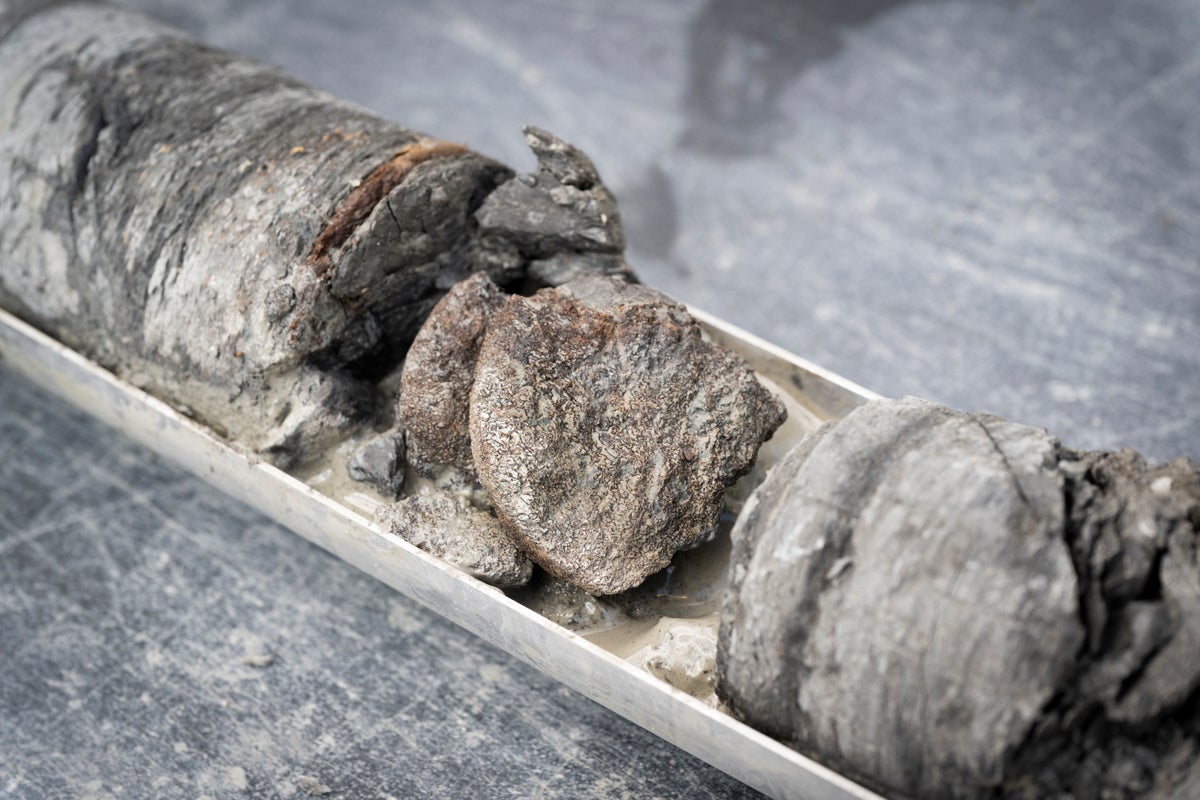 Dinosaur museum makes rare discovery close to home