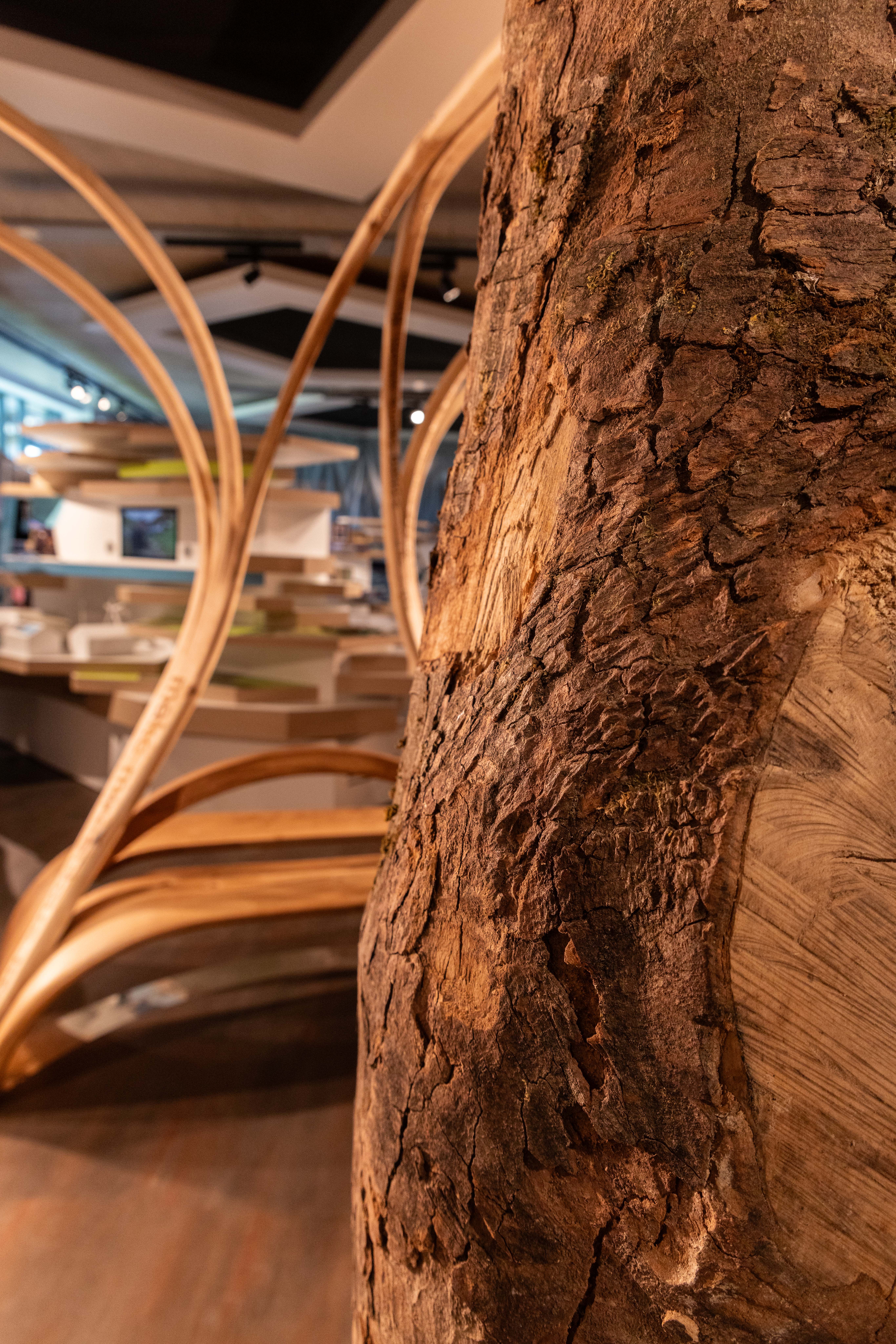 Sycamore Gap: Home Exhibition is coming at Sill National Landscape Discovery Center