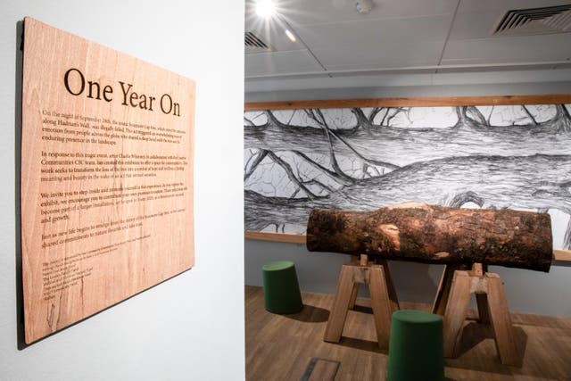<p>Sycamore Gap tree on display at Sill National Landscape Discovery Centre near Hadrian’s Wall in Northumberland</p>
