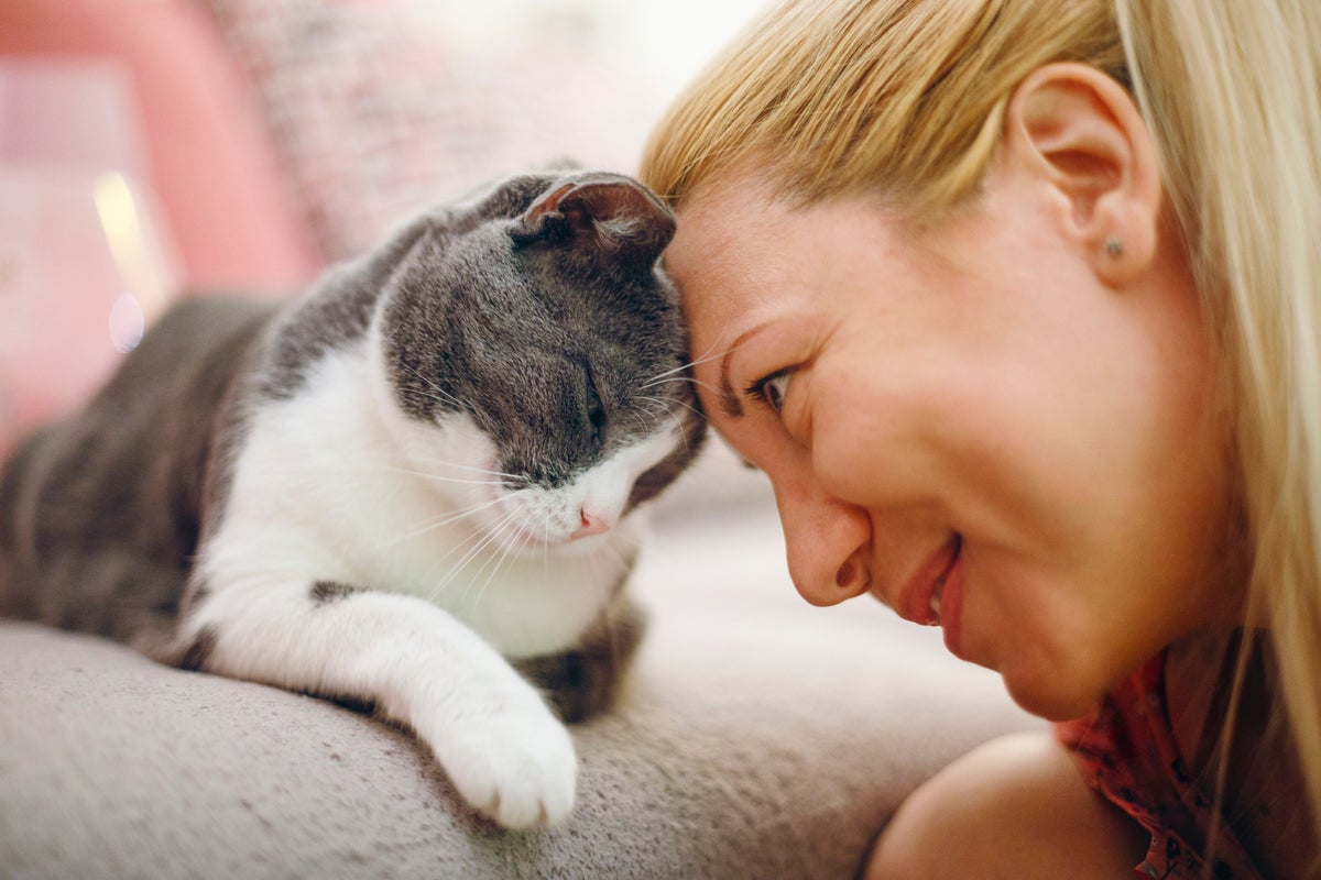 The surprising signs your cat actually likes you