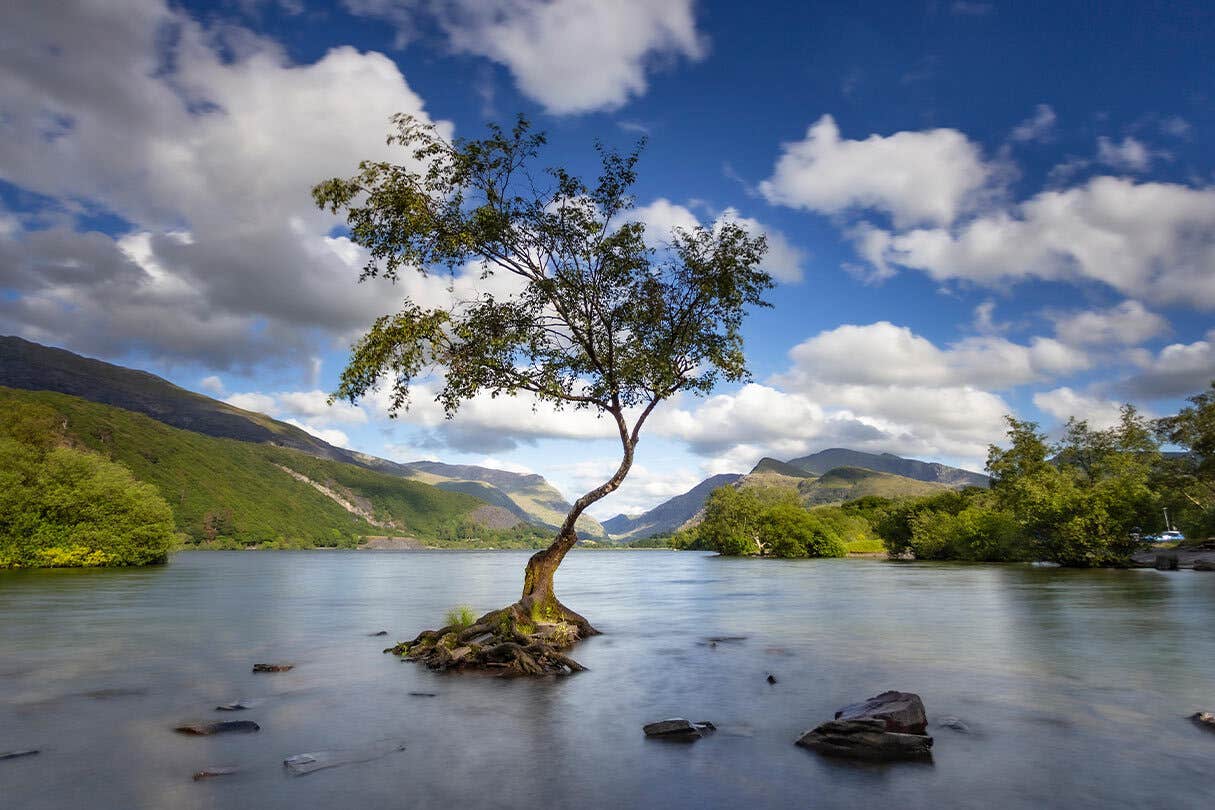 The Lonely Tree in Llanberis, Wales – a hardy young perch that may feature in the upcoming series of Netflix’s The Witcher (Howard Litherland/PA)
