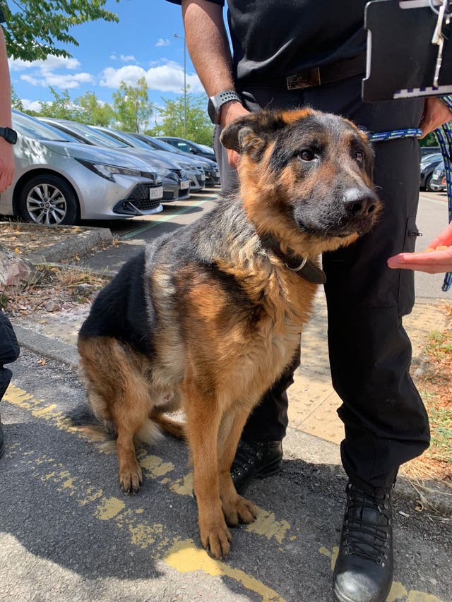 <p>Officers found a distressed dog in a car in Swindon</p>