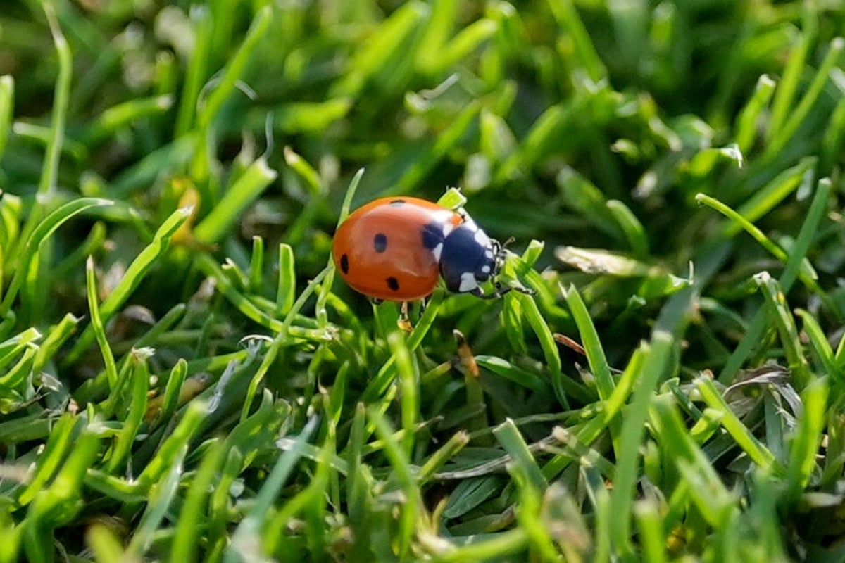 This is why there are still so many ladybirds in your garden