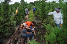 Texas floodwaters damaged crops and endangered livestock. Now farmers and ranchers are cleaning up