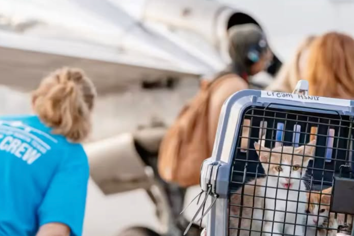 Animals impacted by deadly Texas floods get private flight to safety to find new homes