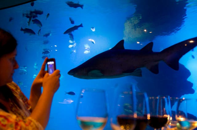 <p>Una mujer hace una foto a un tiburón. Foto de archivo</p>