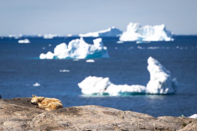 <p>A Greenland dog rest on the sun-warmed rock as icebergs float in Disko Bay </p>