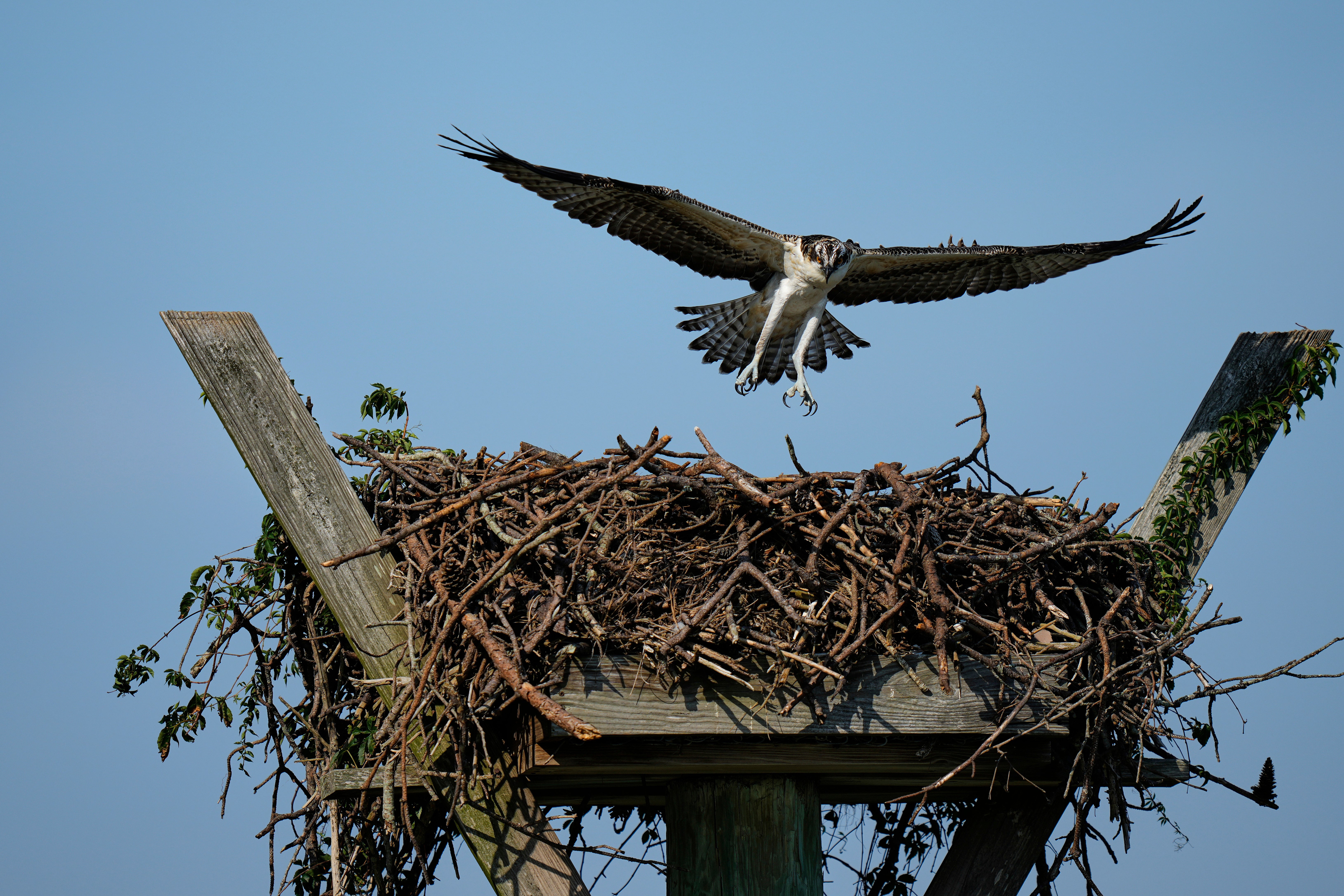 Osprey Fish Fight