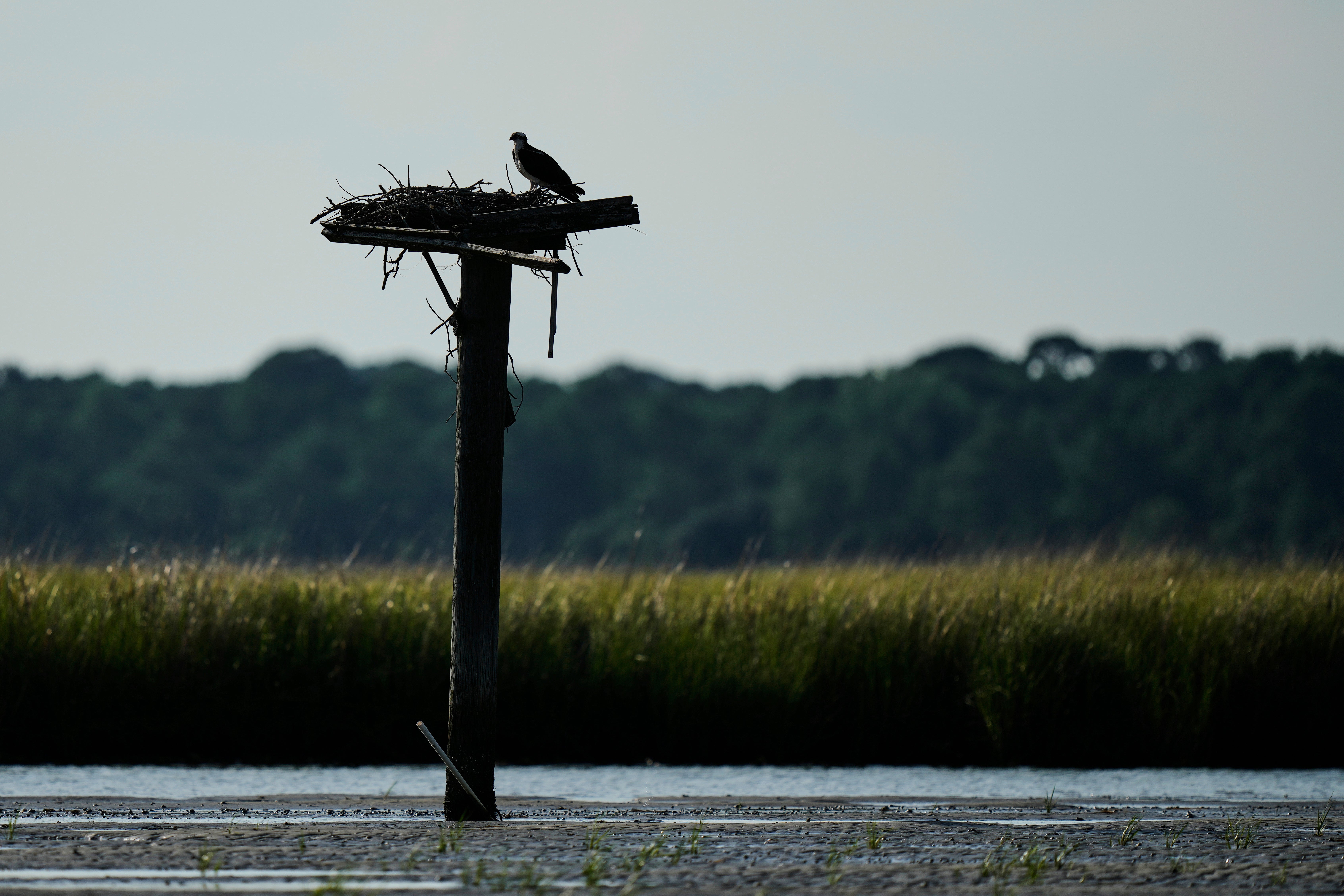 Osprey Fish Fight