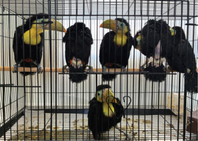 <p>14 live toucans were confiscated by border control agents after being found in a man’s car in California</p>