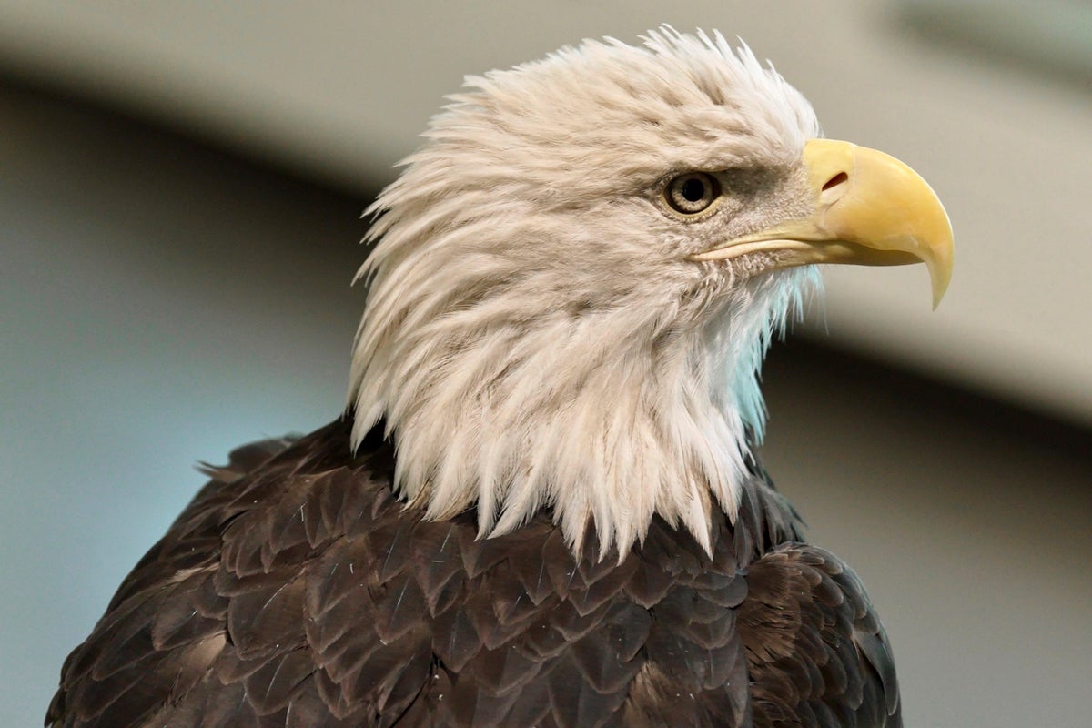 Bald eagle's new status as the official US bird brings pride and hope ...