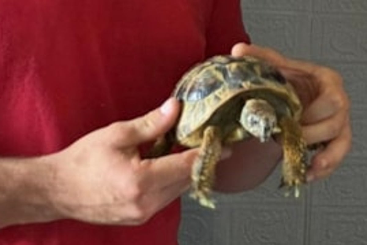 Tortoise rescued after starting fire in south London flat