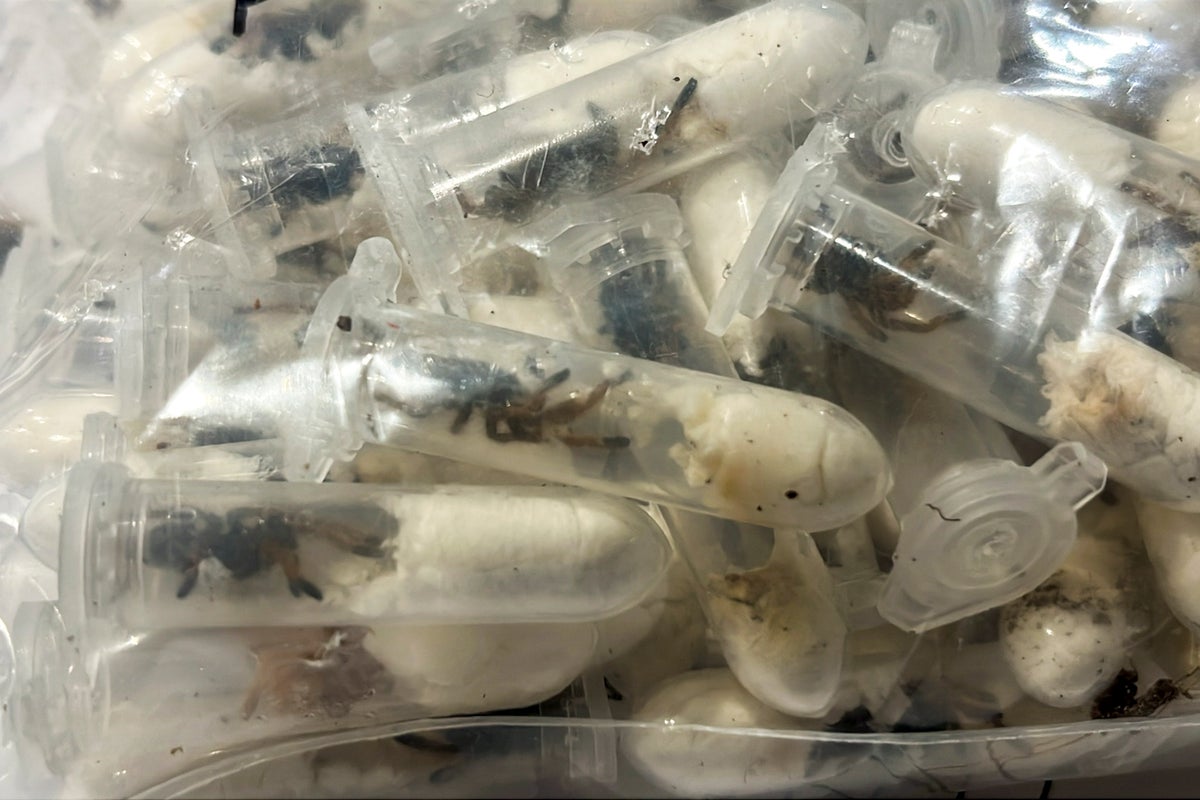 German customs officials show images of tarantulas hidden in spongecake boxes after smuggling bust