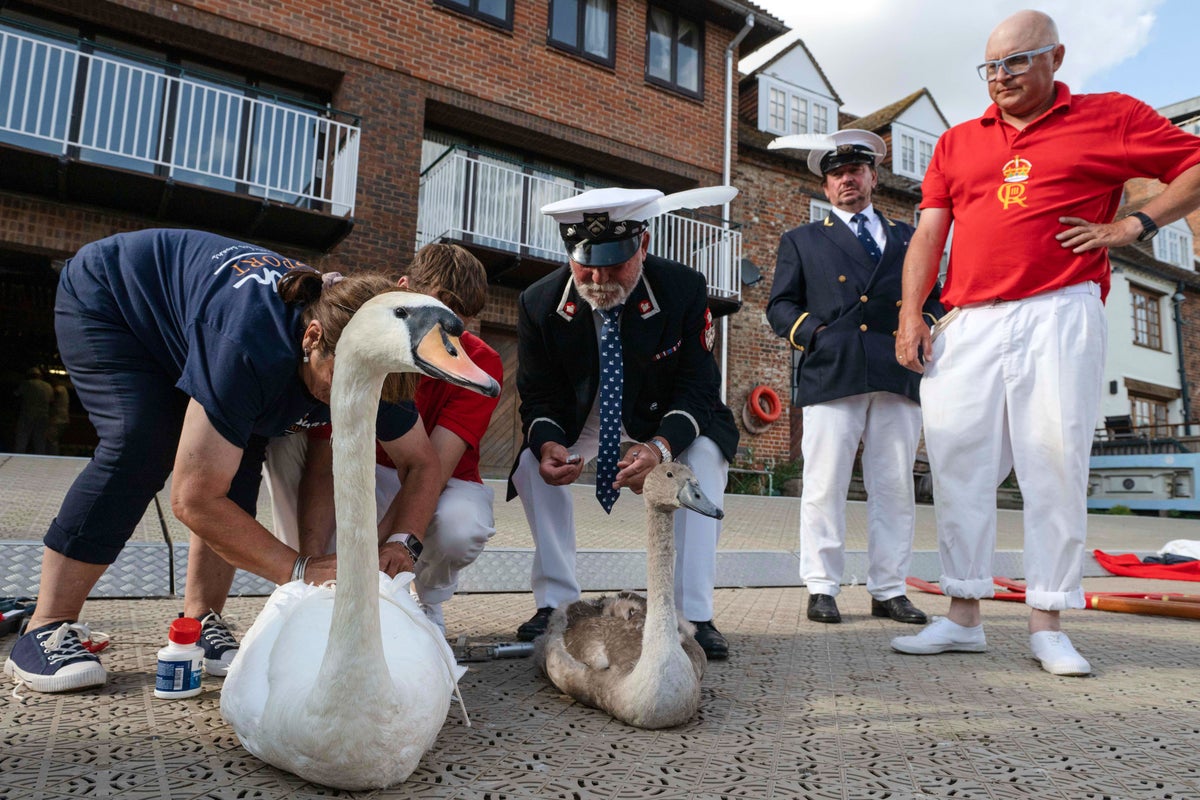 Inside the centuries-old swan census ordered by King Charles III