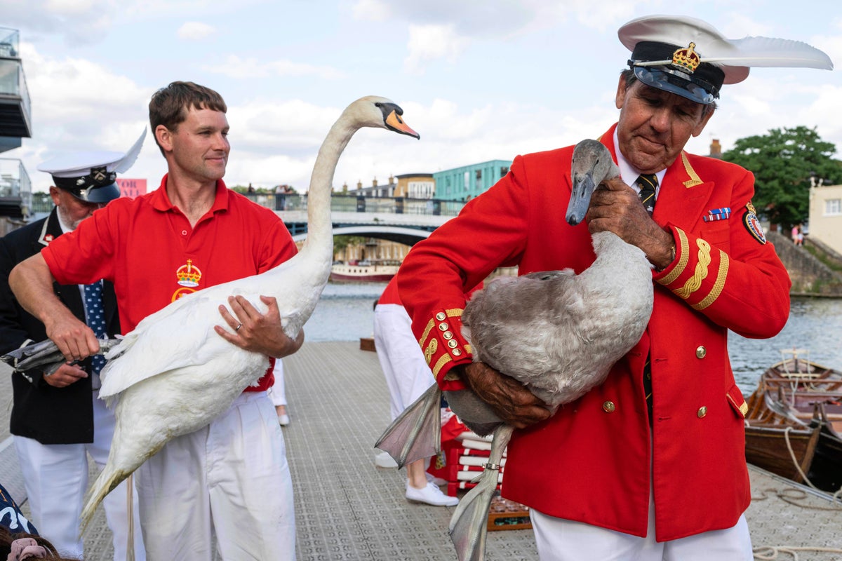 King Charles' annual swan census begins on the River Thames