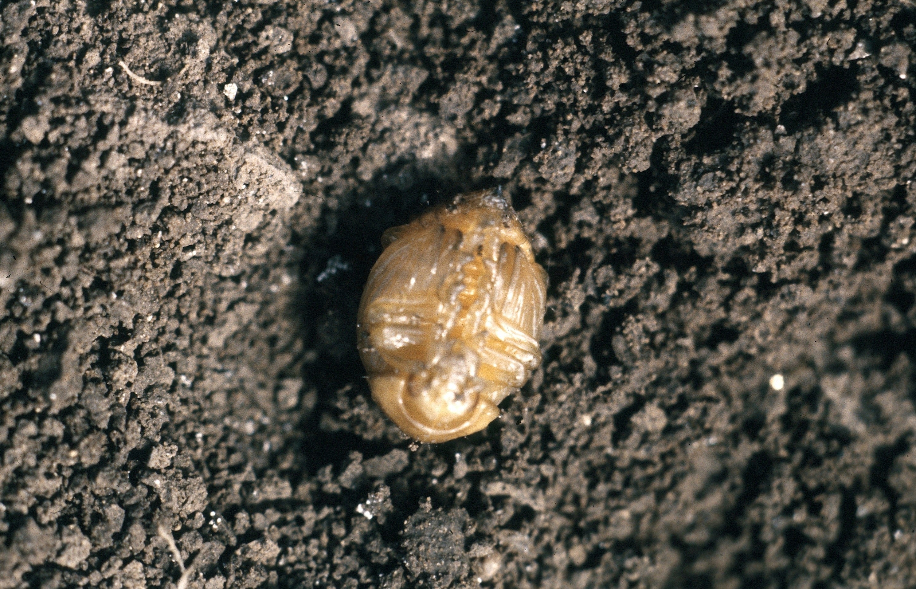 Gardening-Growing Degree Days