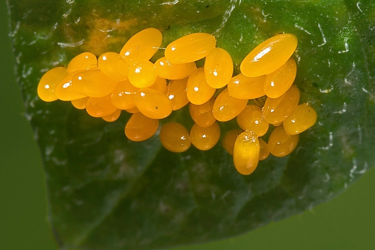 Forget the calendar: This method reveals the ideal time to tackle garden pests