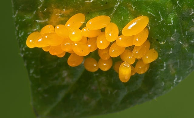 Gardening-Growing Degree Days