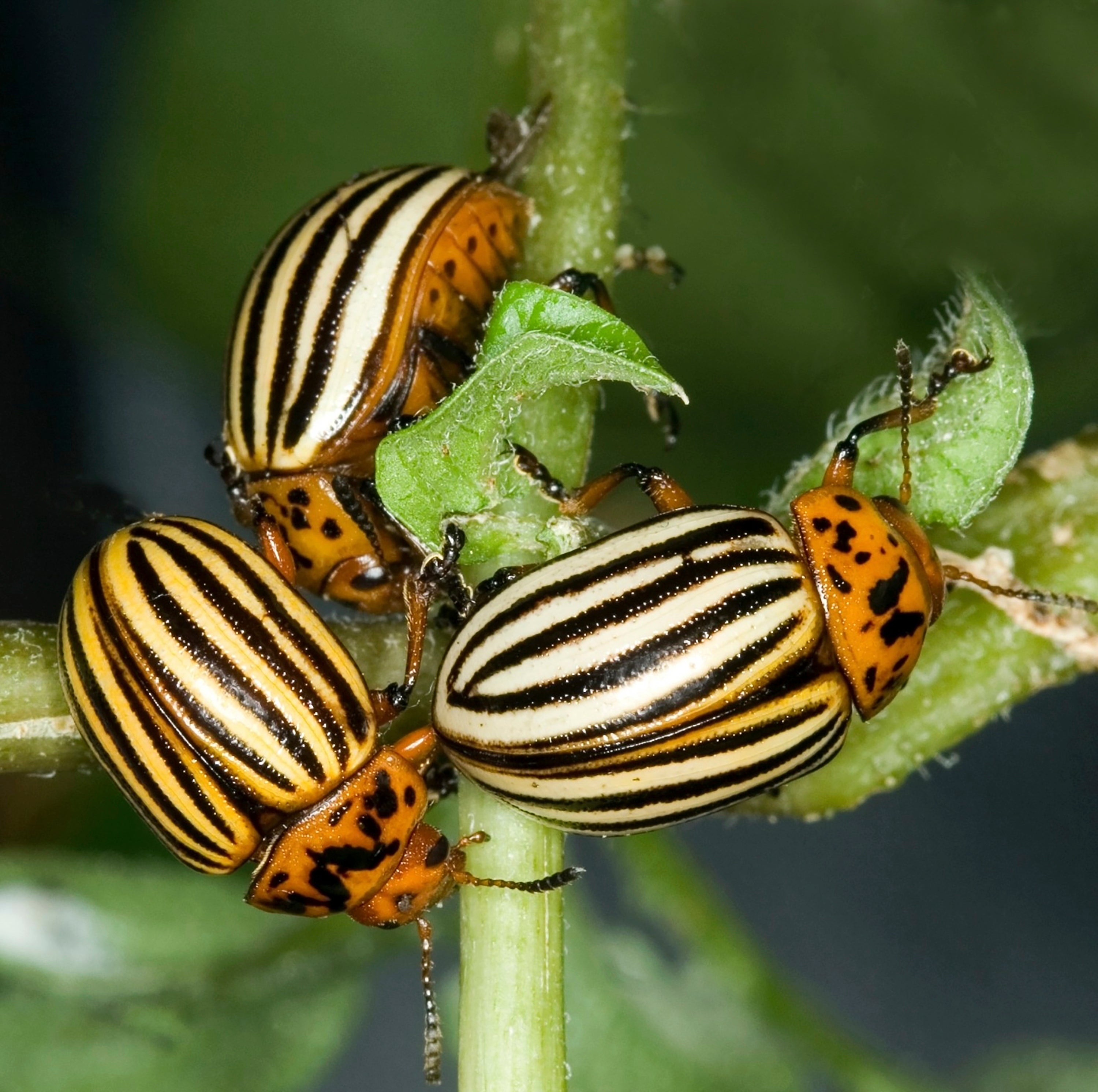 Gardening-Growing Degree Days