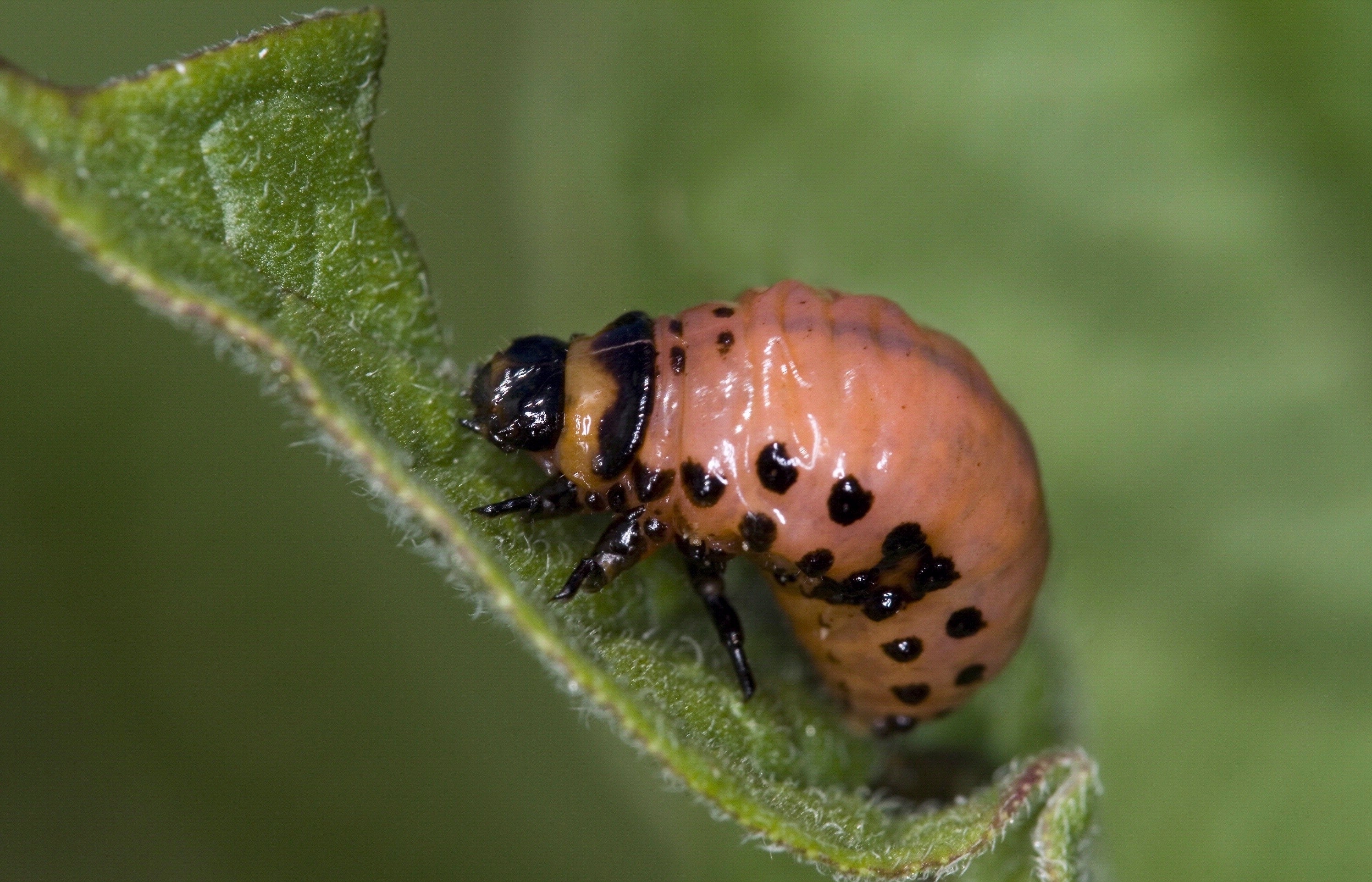 Gardening-Growing Degree Days