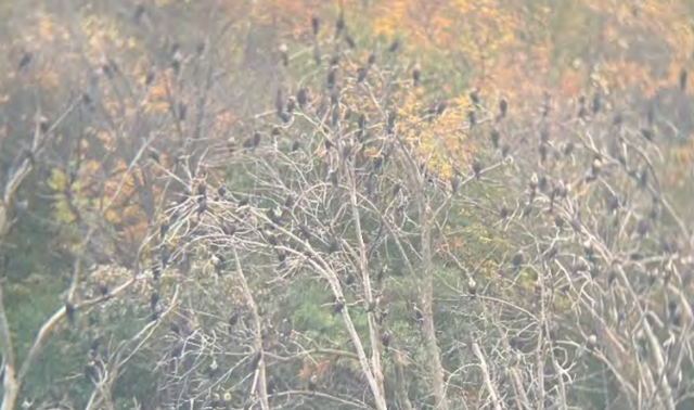 <p>Cormorants in the trees lining Lake Augusta in Mendota Heights, Minnesota. Residents are frustrated with the high volume of bird droppings that are polluting the waters</p>