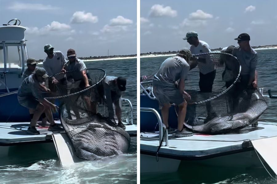 Denis Richard took the video of the workers capturing the giant manta ray in the water on Saturday.