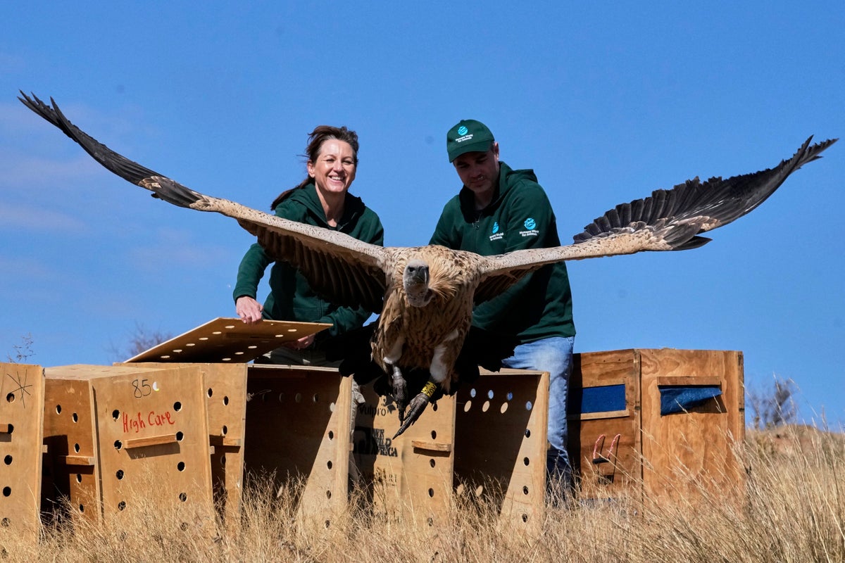 Conservationists release rehabilitated vultures back into the wild on South African mountain