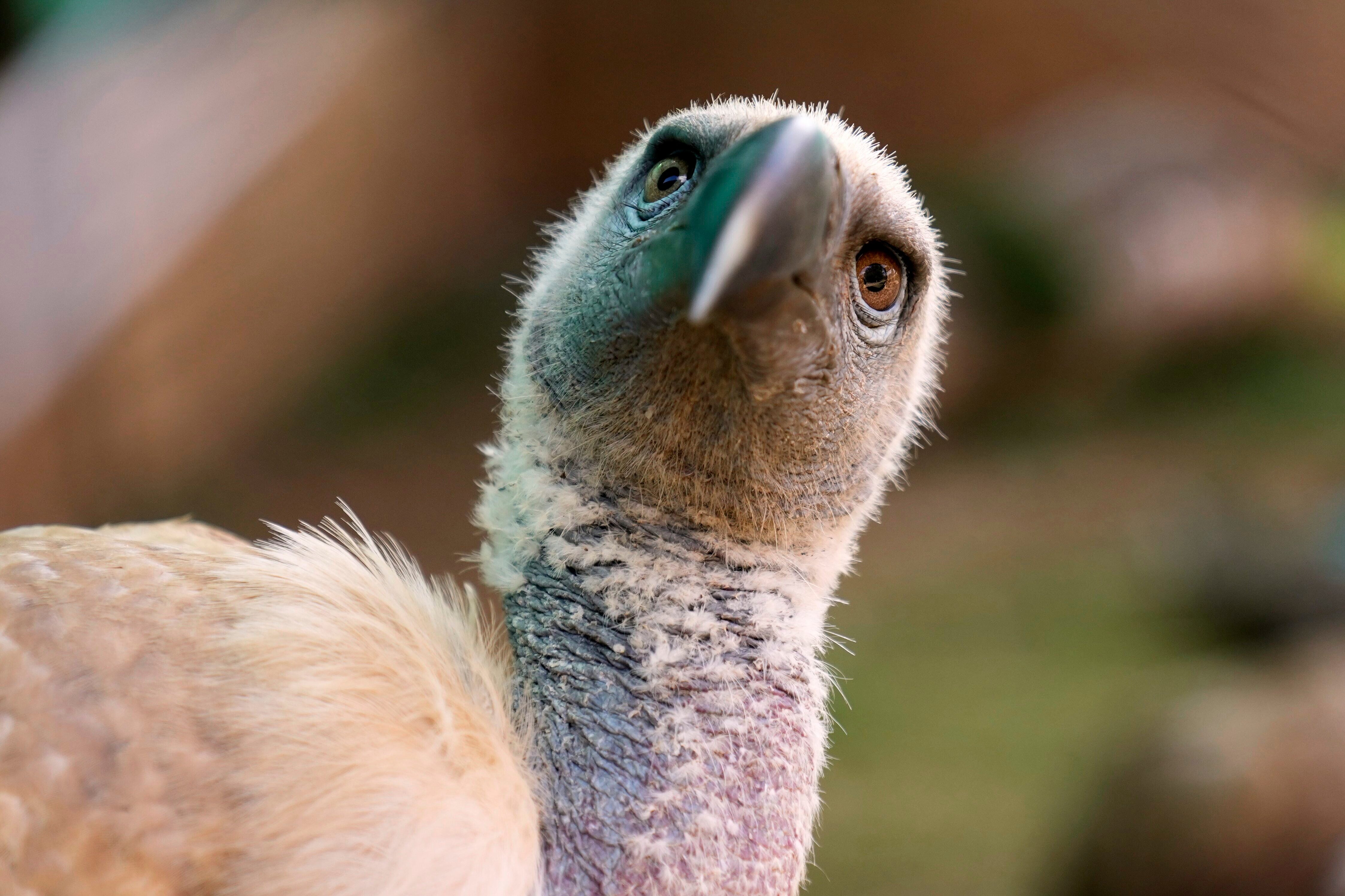 South Africa Vulture Release