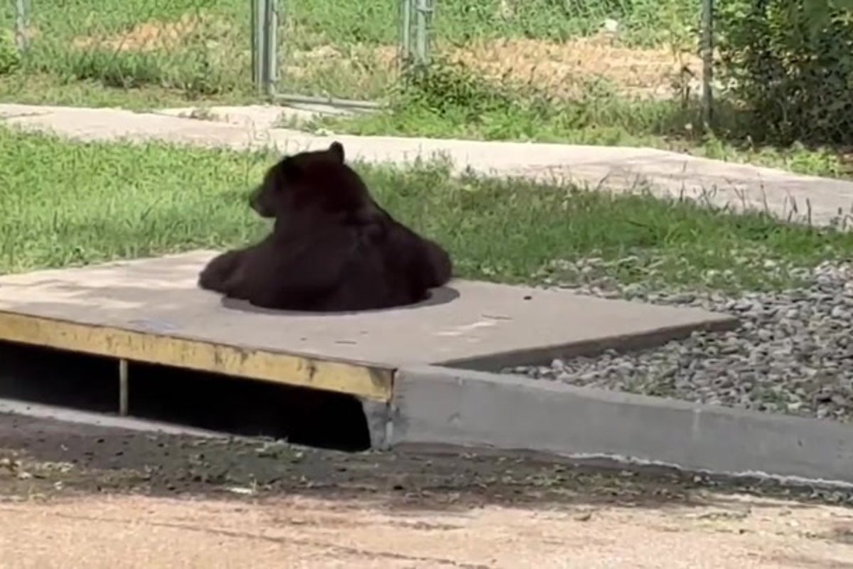 Watch: Trapped bear wriggles itself free from storm drain