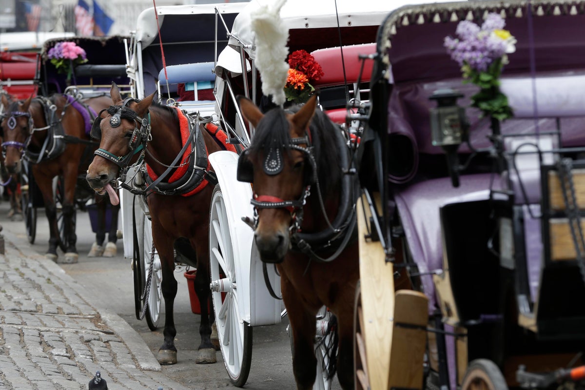 New York carriage horse's collapse spurs a criminal trial