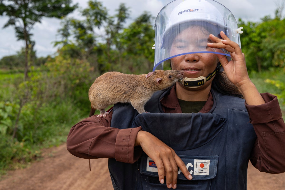 Photos of the giant rats leading land mine detection efforts in Cambodia