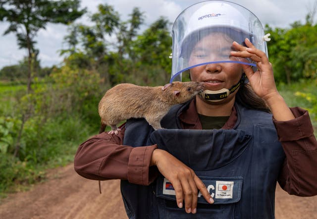 CAMBOYA-RATAS CONTRA MINAS-FOTOS