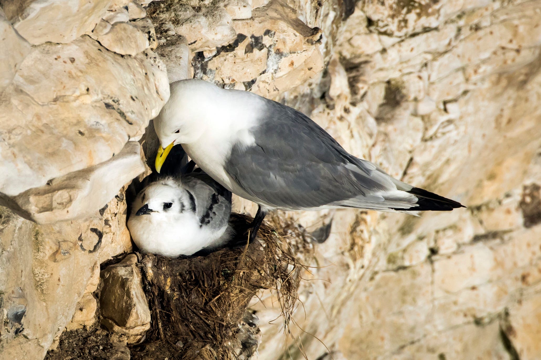 Campaigners say the licence for the guga hunt should be reversed (Danny Lawson/PA)