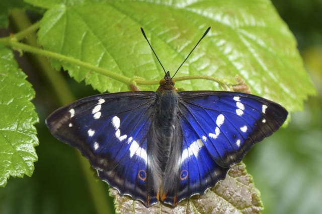 A male purple emperor butterfly (Matthew Oates/ National Trust/PA)