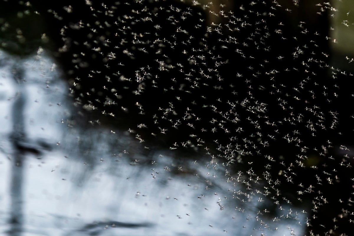 Kentucky residents driven to despair by gnat invasion