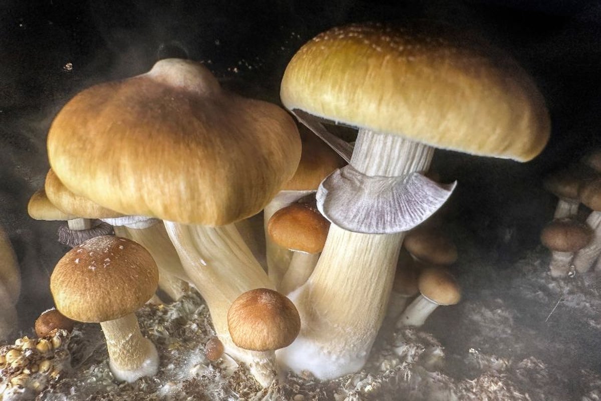 Magic Mushrooms could lengthen your lifespan