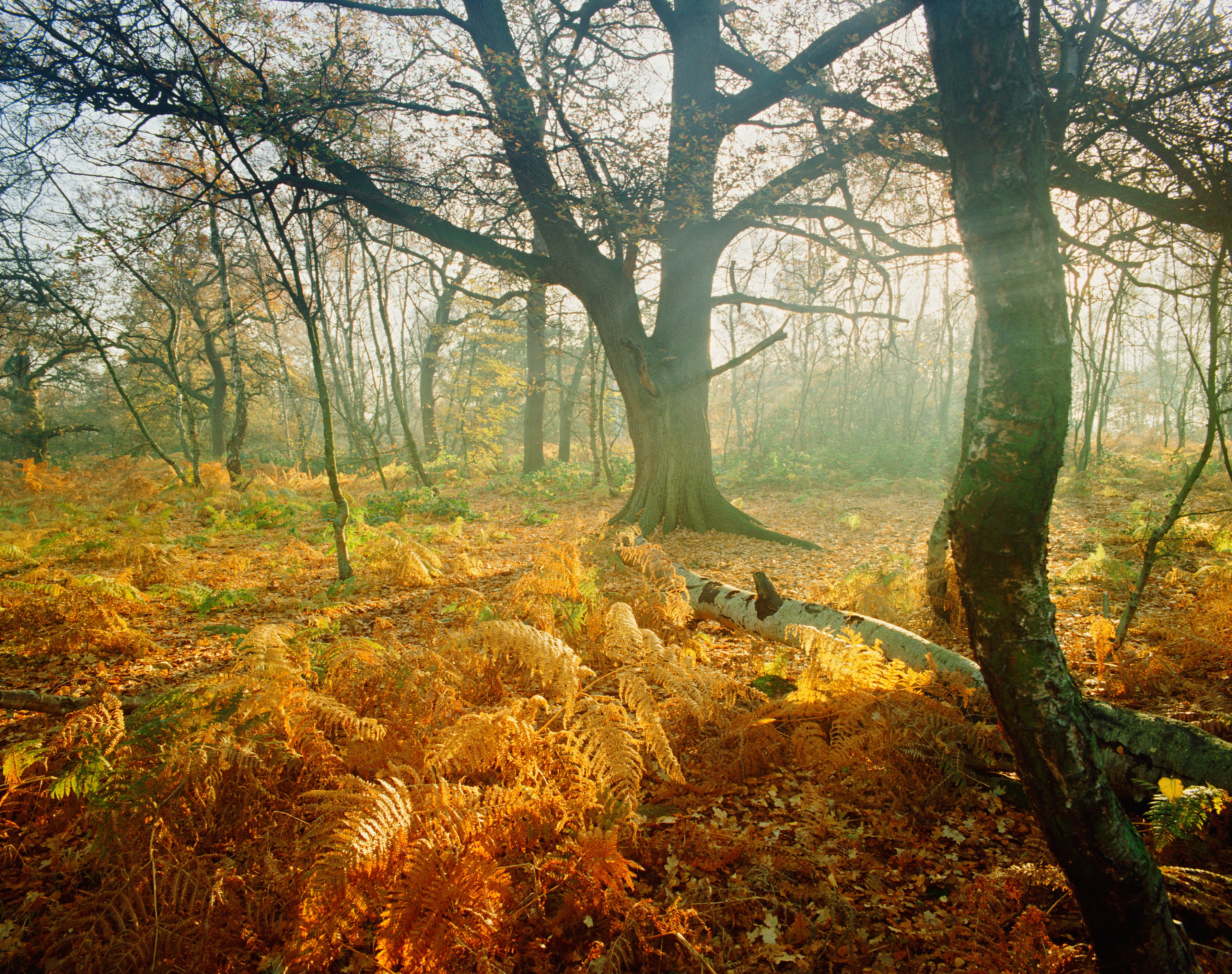 The tree in Sherwood Forest is said to be hiding for the Robin Hood and Outlaws group.