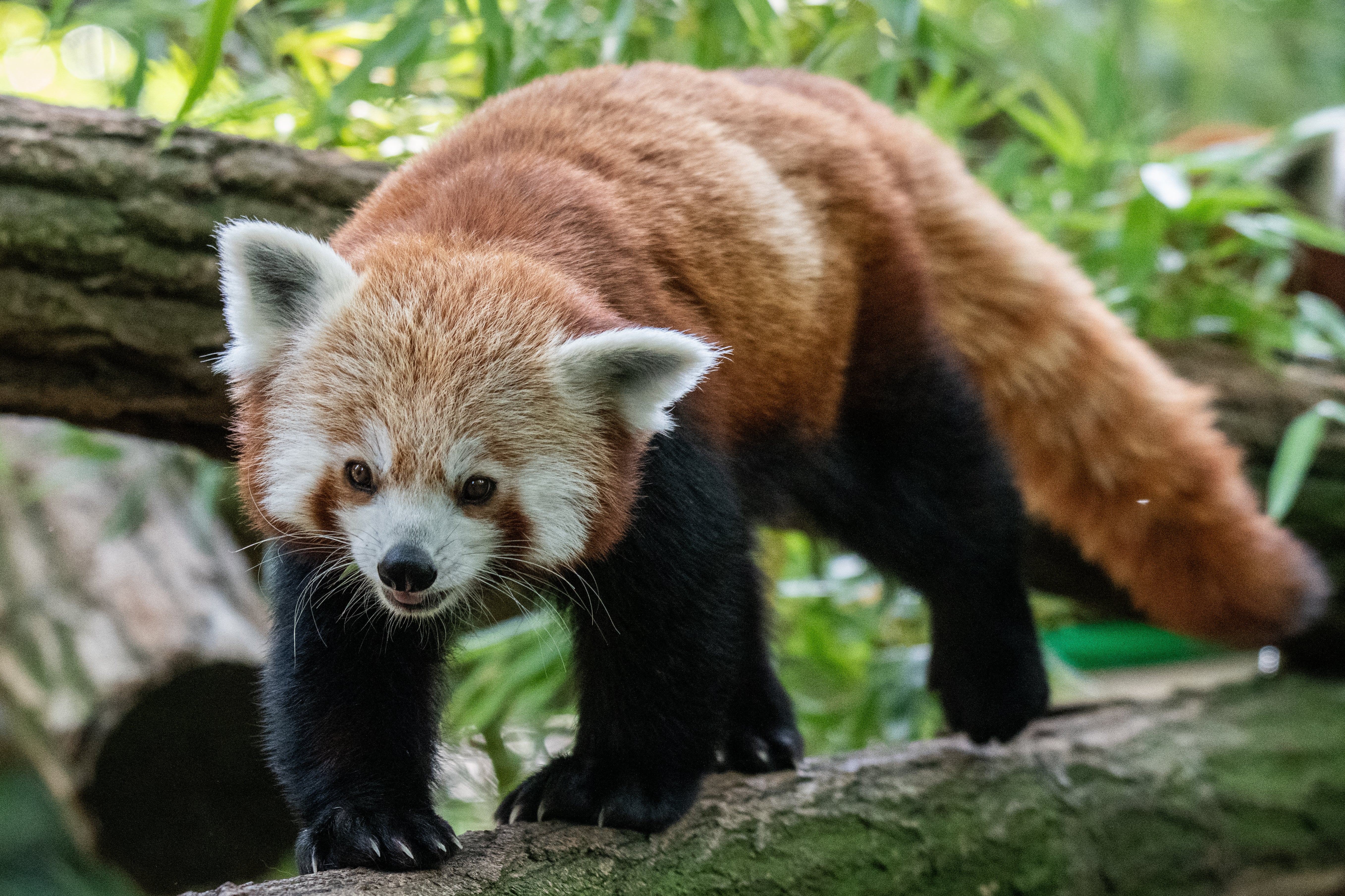 A Chinese hotel faced calls to stop its ‘red panda wake-up service.’