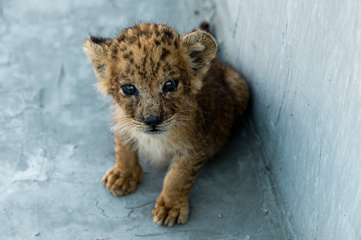 The lion cubs who came to tea: Chinese dining experience with big cats sparks concern