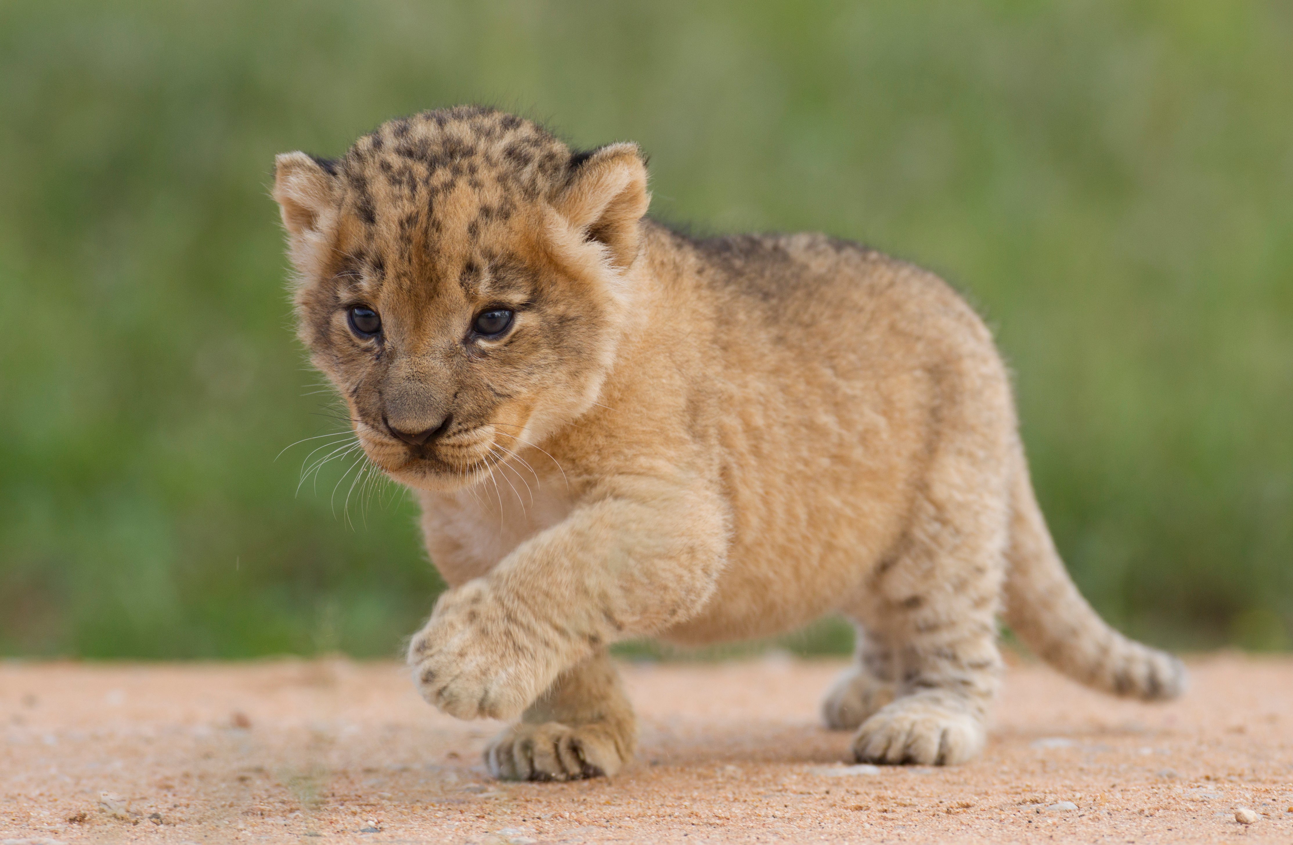 Pictures and video clips posted on China's WeChat and Weibo platforms show customers cradling the young lions as if they were babies.