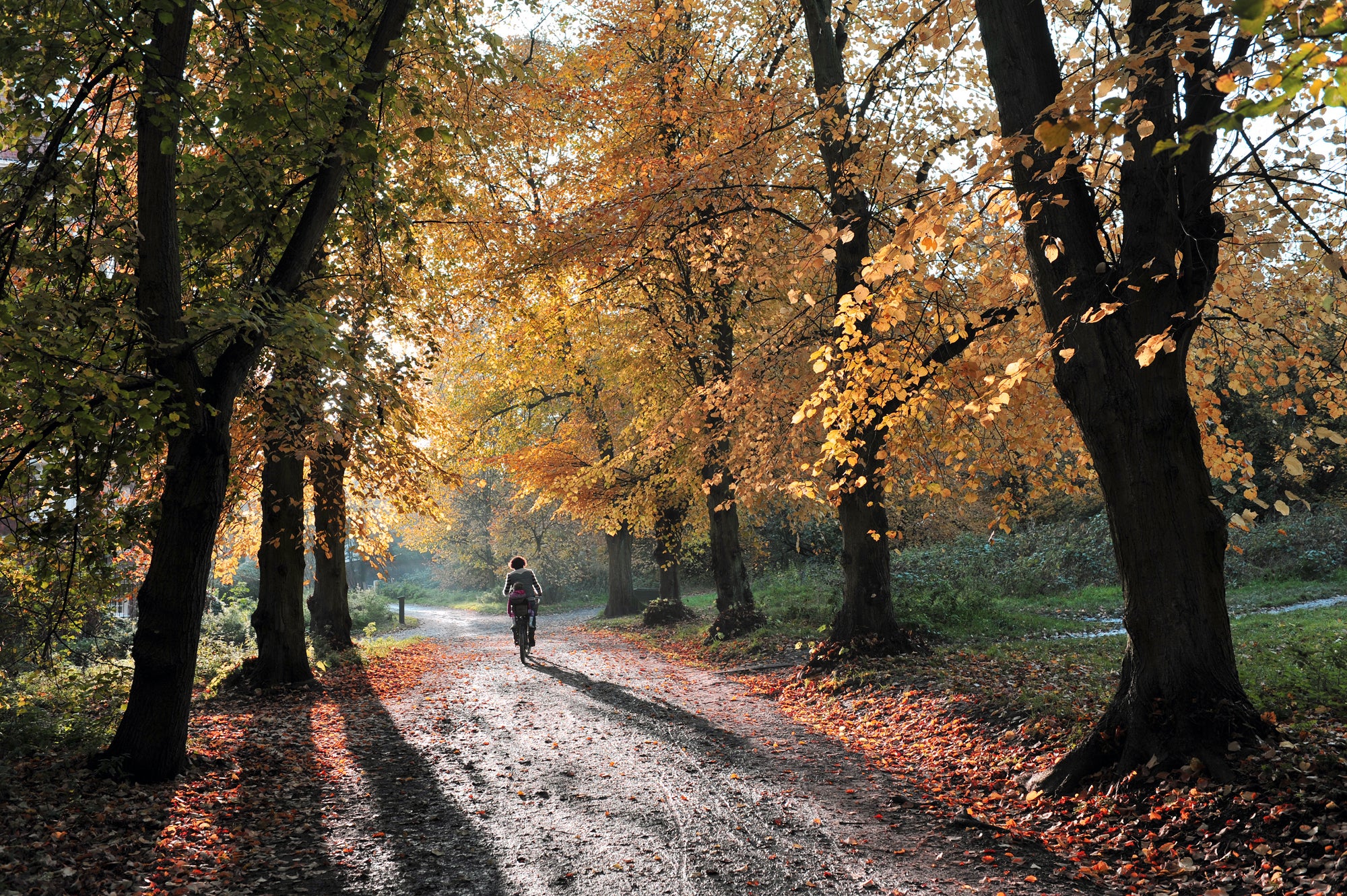 The leaves are changing colour on London’s Hampstead Heath