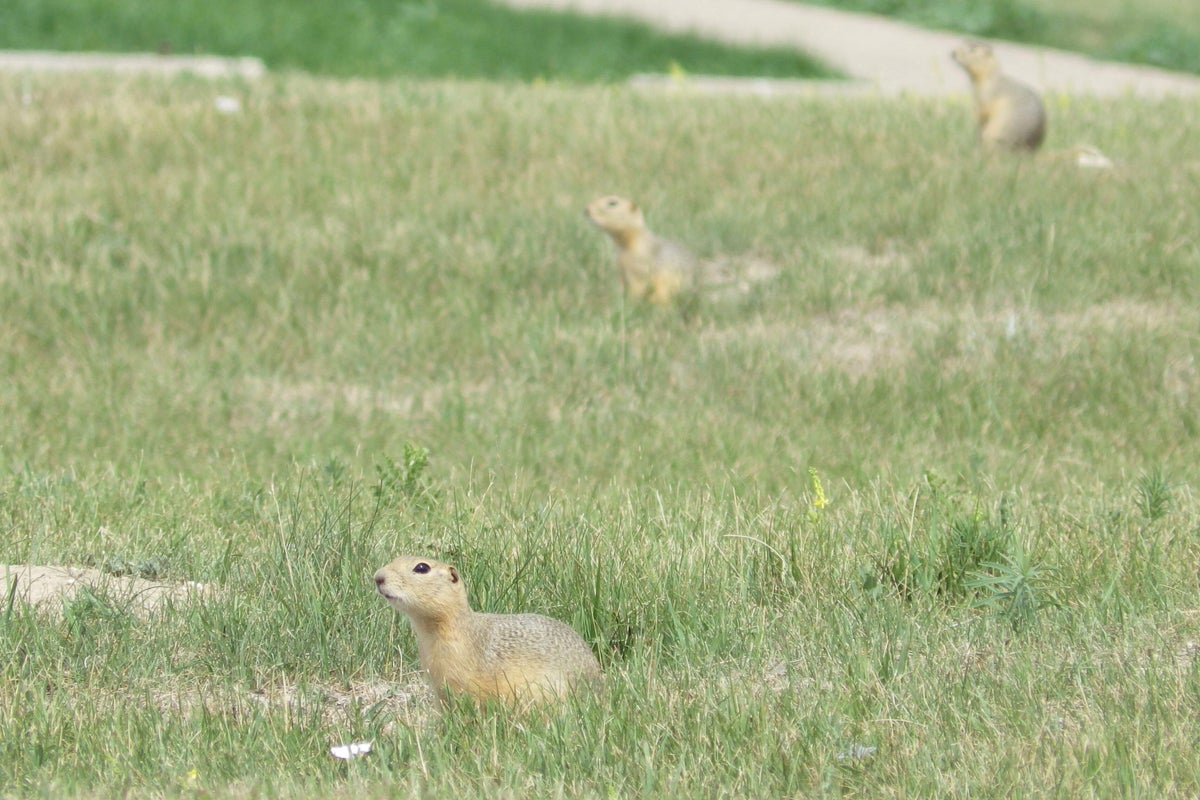An American city is becoming overrun by ground squirrels. Residents are fighting back