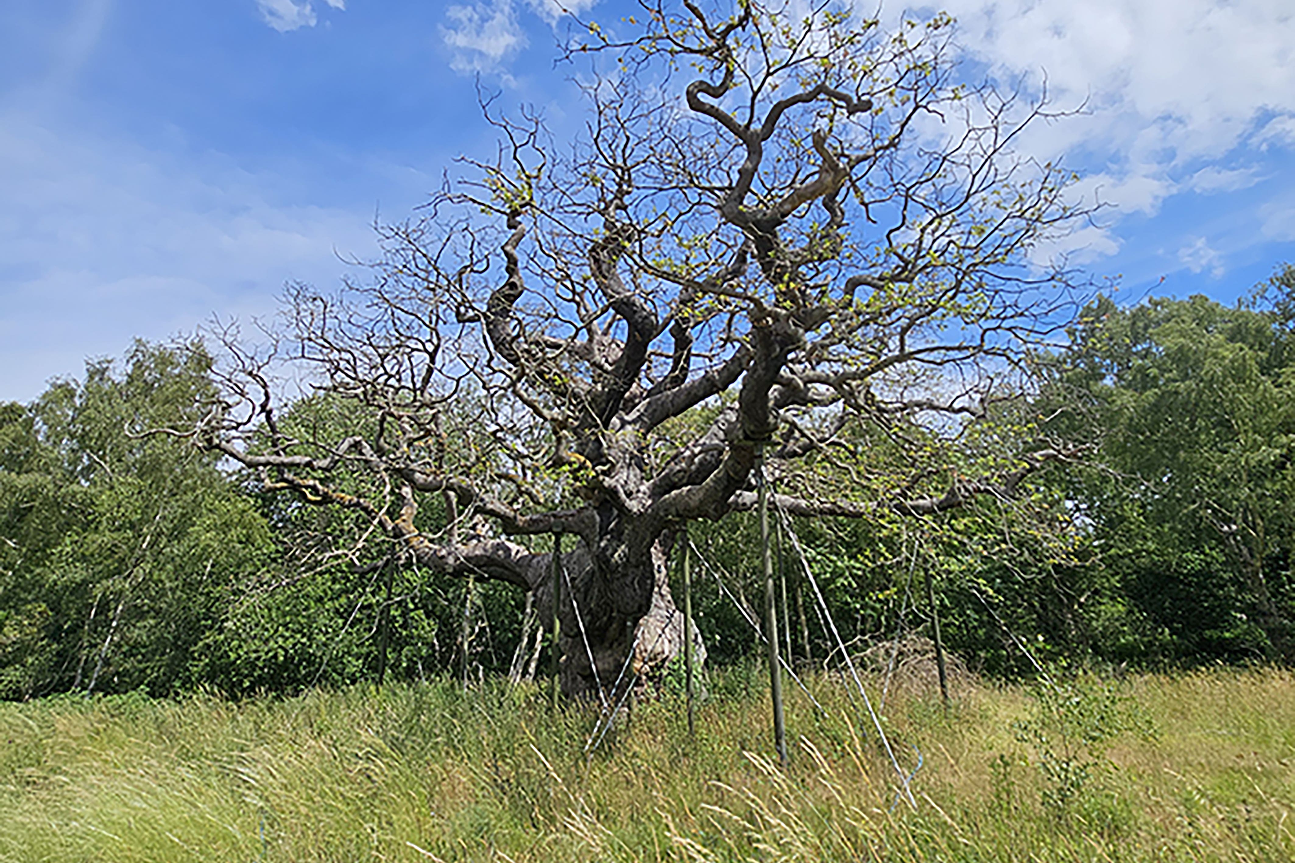 The Major Oak tree in Sherwood Forest is a Nottinghamshire landmark