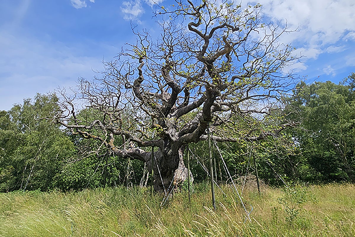 Group races to save famous Major Oak as heatwaves threaten health