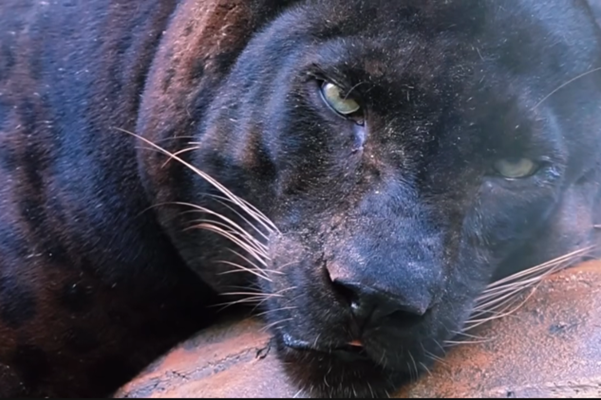 Zoo responds after ‘chonky’ leopard goes viral