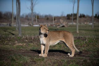 Zoos across America are being hit by bomb threat and hoax calls about ...